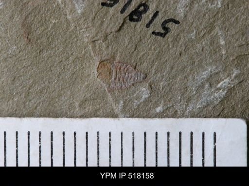 undet. Synziphosurina