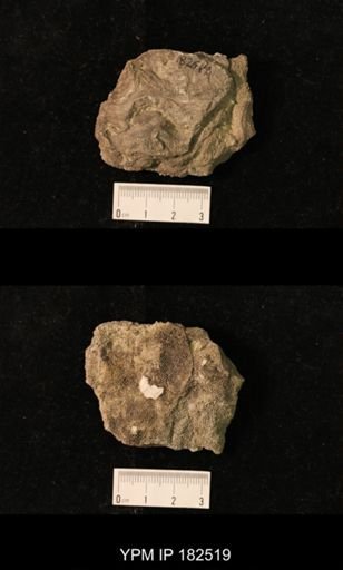 Stromatopora sp.