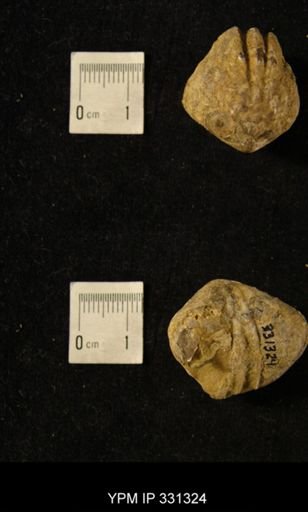 Orbiculoidea missouriensis