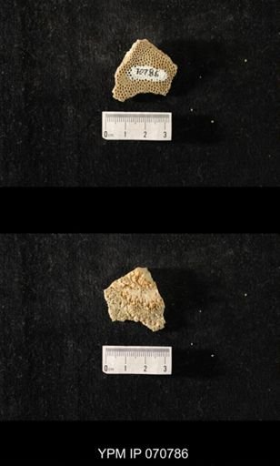 Favosites sp.
