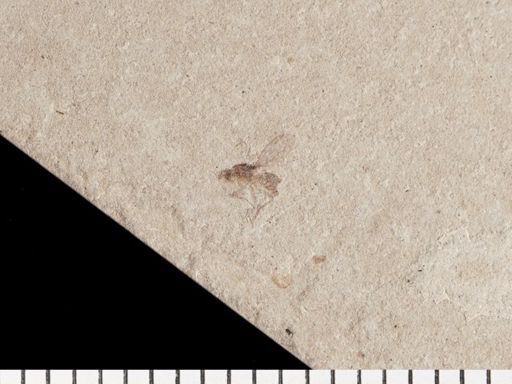 Dolichopodidae?