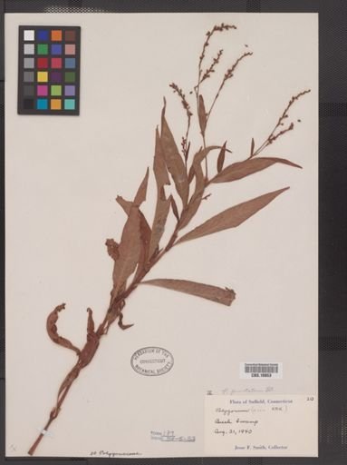 Polygonum punctatum