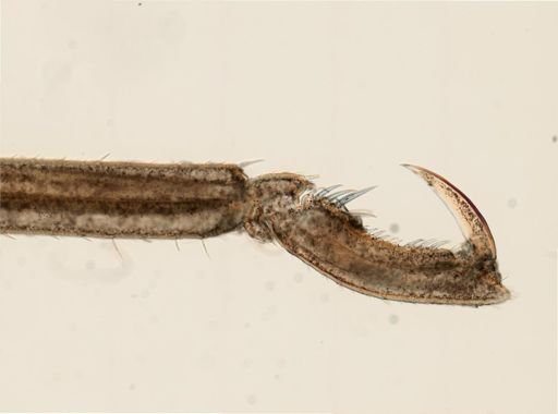 Anoplodactylus lentus