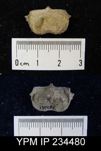 Marginifera splendens