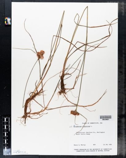 Eriophorum virginicum