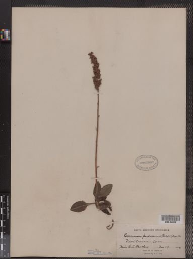 Peramium pubescens