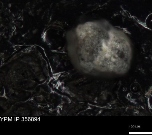 undet. Foraminiferida