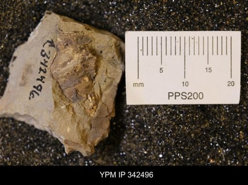 undet. Gastropoda