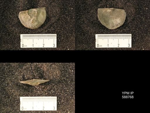 Strophomena planumbona