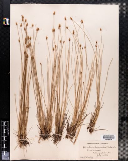 Eleocharis tuberculosa