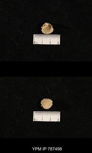 undet. Brachiopoda