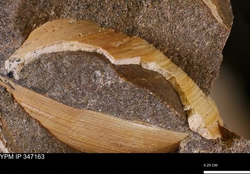 Limopsis striatopunctatus