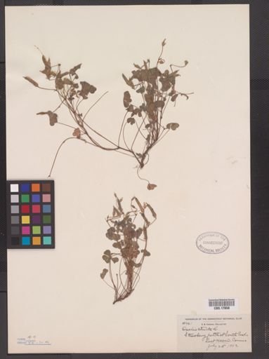 Oxalis stricta
