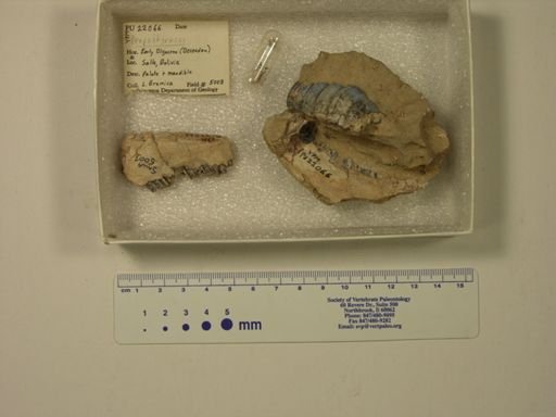 Propachyrucos sp.