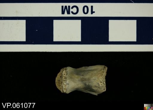 Crocodylidae