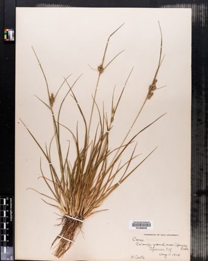 Carex demissa
