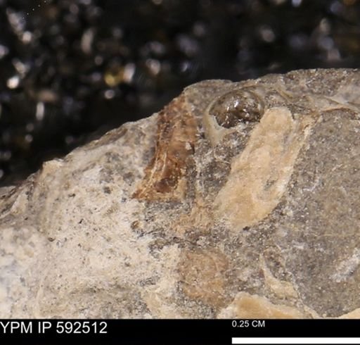 undet. Gastropoda