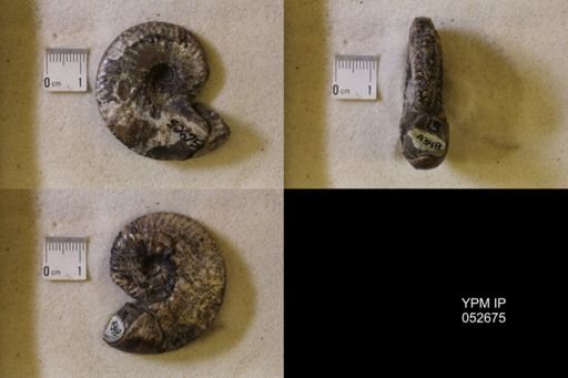 Hoploscaphites comprimus