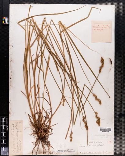 Carex albolutescens