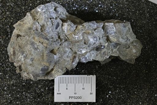 Protocardia