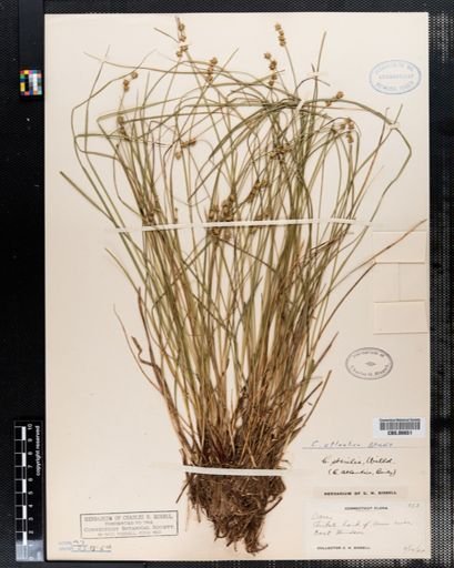 Carex atlantica