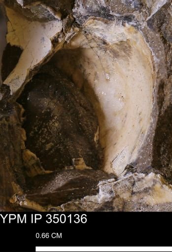 undet. Bivalvia