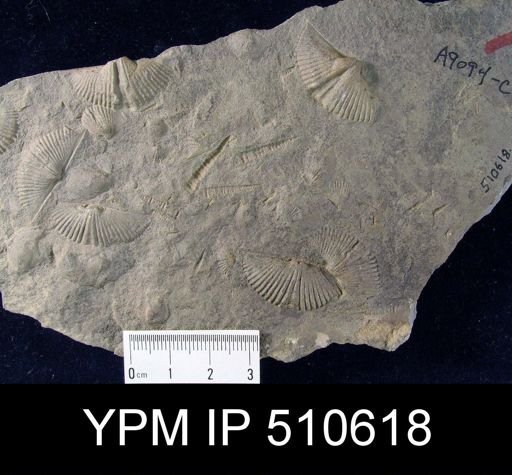 Mucrospirifer sp.; Slab contains Tentaculites, bivalves and