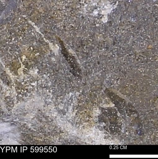 Protocardia subquadrata