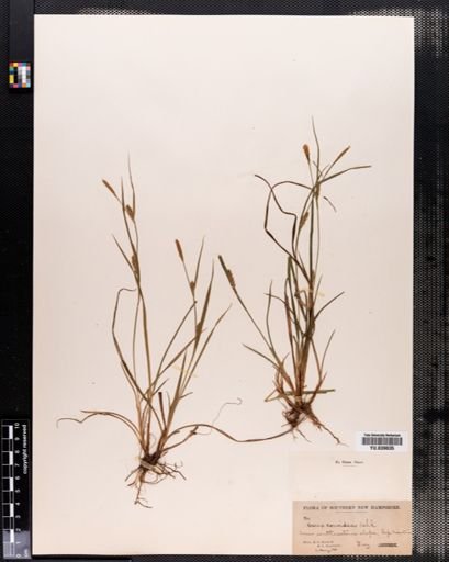 Carex conoidea