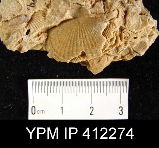 Tropidoleptus sp.