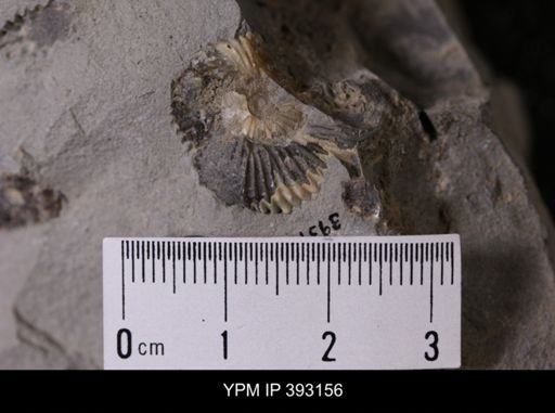 undet. Scaphitidae