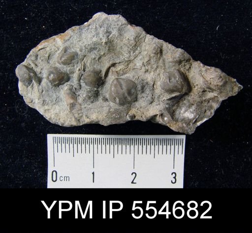 Hyattidina congesta junea