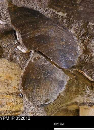 undet. Bivalvia