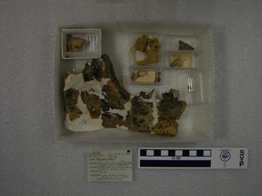 Titanoides gidleyi