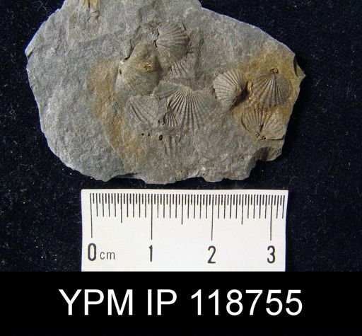 Anoplotheca hemispherica?