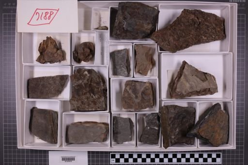 mixed taxa, stratigraphic collection
