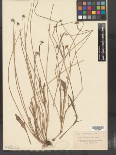 Krigia virginica