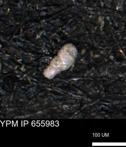 Verneuilinoides kansasensis
