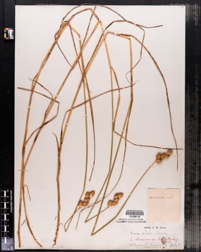Carex alata