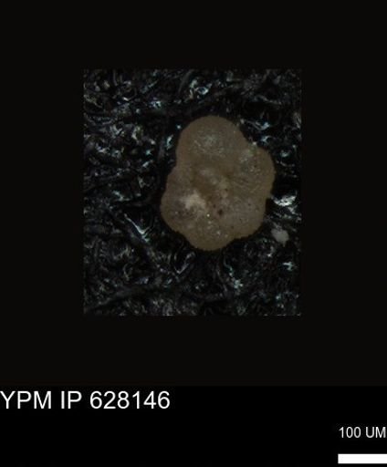undet. Foraminiferida