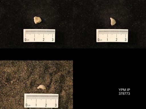 Marginifera wabashensis