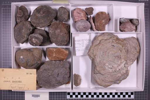 mixed taxa, stratigraphic collection