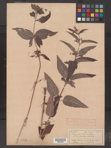 Plantae