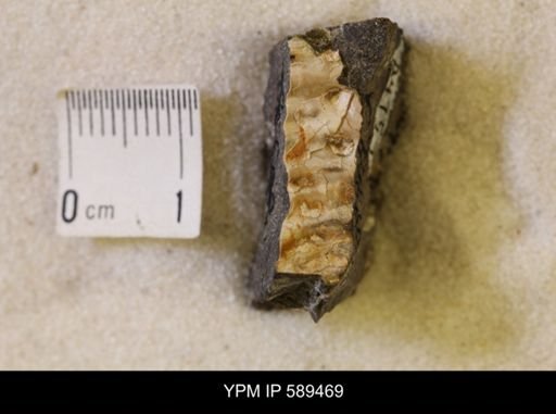 undet. Scaphitidae