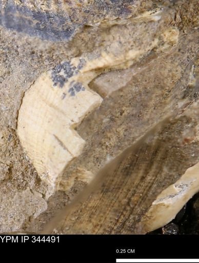 undet. Mollusca