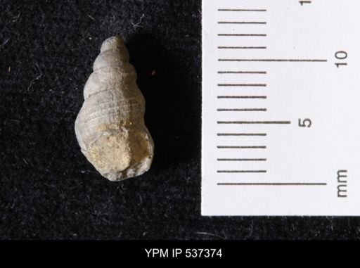 Goniobasis ortmanni