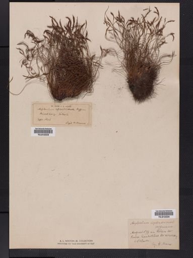 Asplenium
