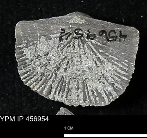 Stropheodonta sp.