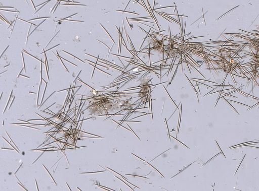 Haliclona (Gellius)