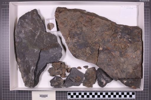mixed taxa, stratigraphic collection